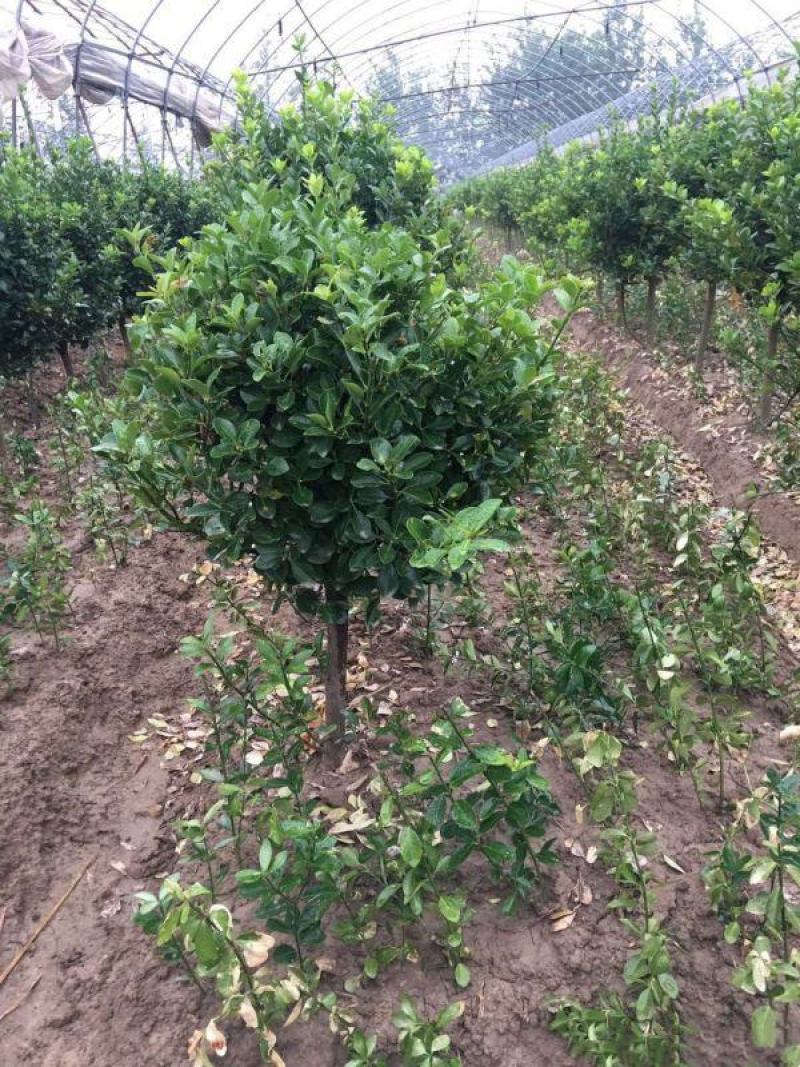 苗圃中种植了各种规格的瓜子黄杨苗木，规格齐全，价格低廉