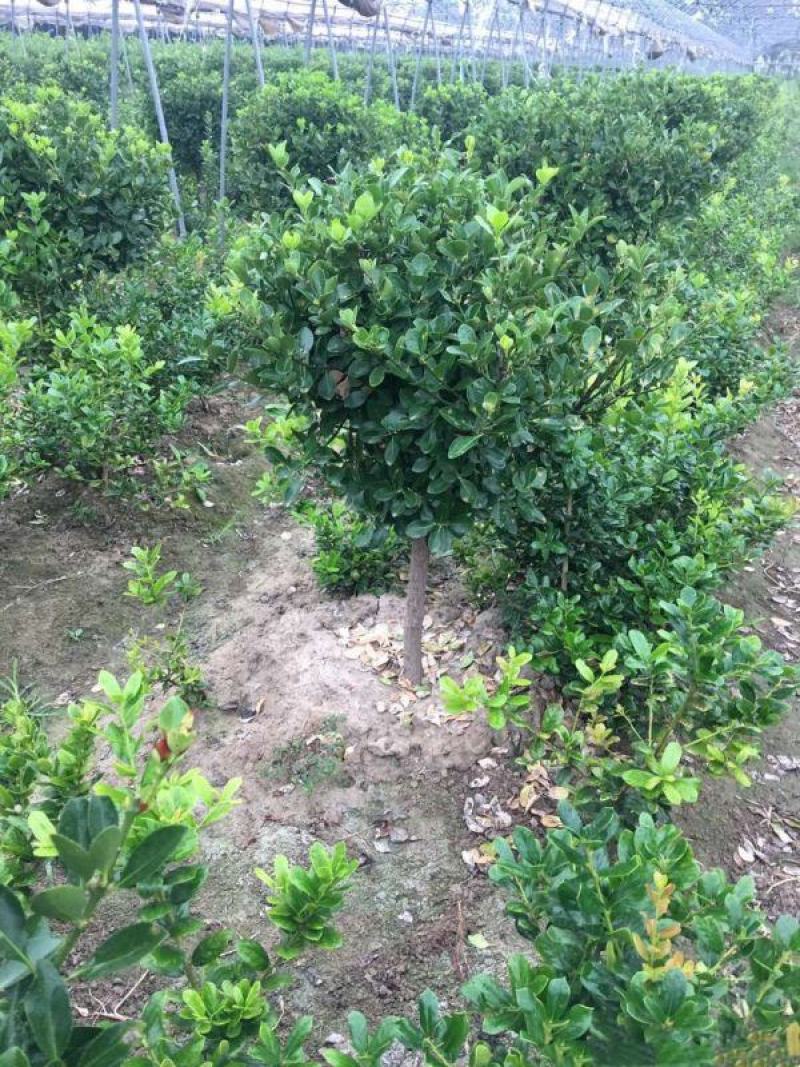 苗圃中种植了各种规格的瓜子黄杨苗木，规格齐全，价格低廉