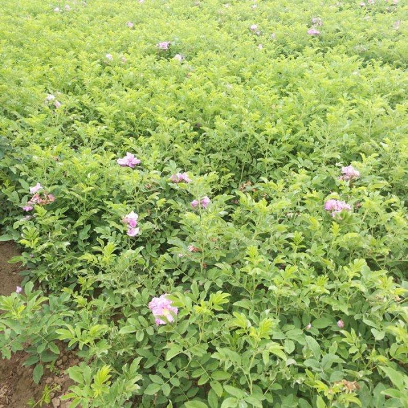 海量四季玫瑰低价出售，全部都是精品苗，量大从优，欢迎选购