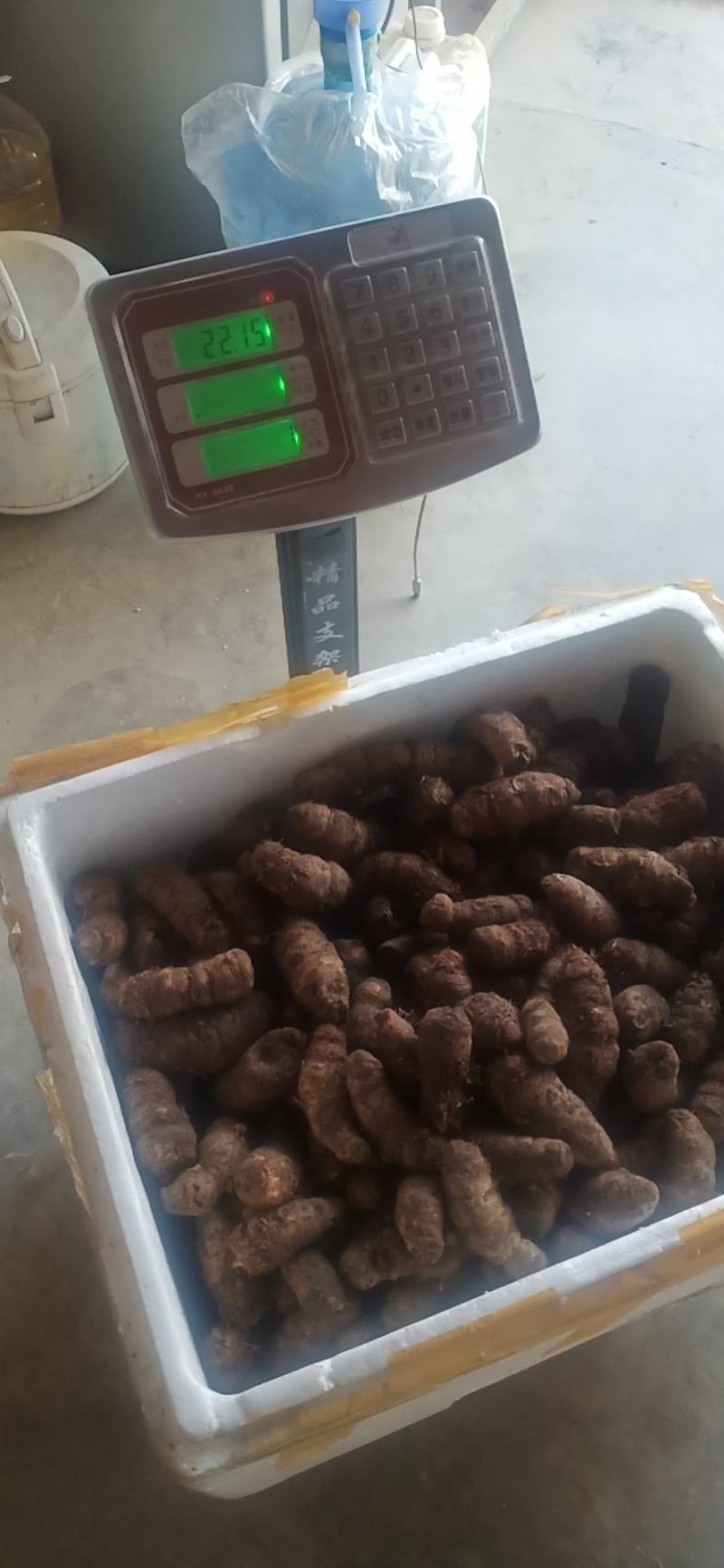 云南野移栽滇重楼，粉质重楼，也叫七叶一花，数量不多