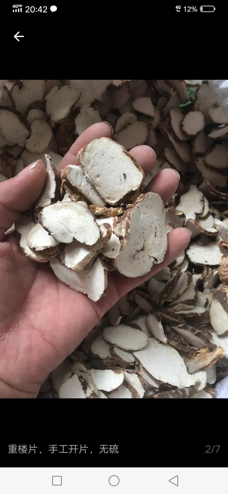 云南野移栽滇重楼，粉质重楼，也叫七叶一花，数量不多