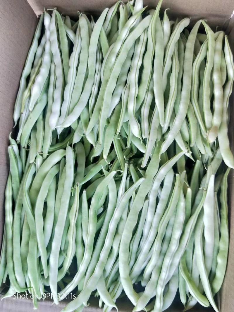 豆角架豆种子，白芸一号，颜色白条子长，早熟产量高肉厚白色