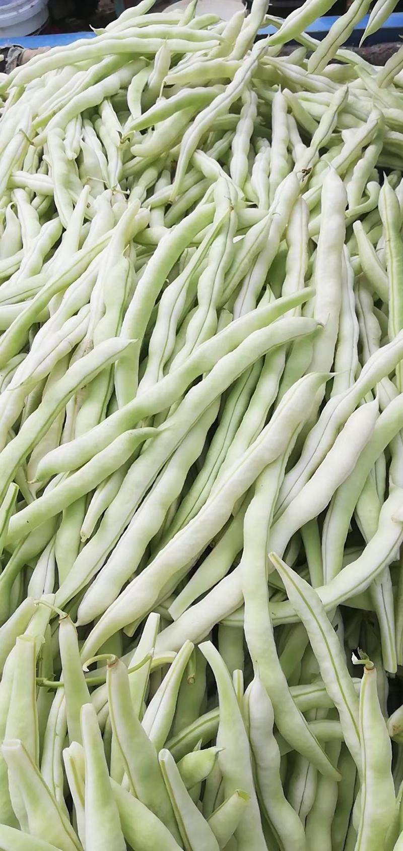 豆角架豆种子，白芸一号，颜色白条子长，早熟产量高肉厚白色