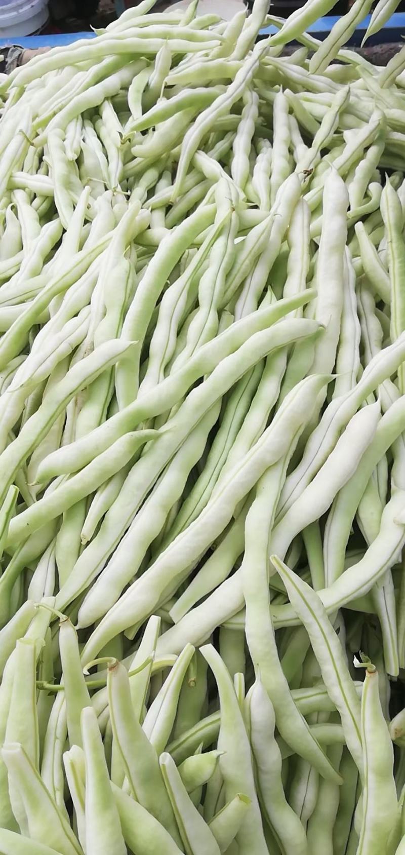 芸豆种子颜色白条子长，早熟产量高，肉厚白色，丰裕而饱满
