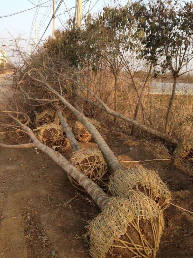 构树常年批发供应树形优美生长旺盛规格齐全构树基地销售中