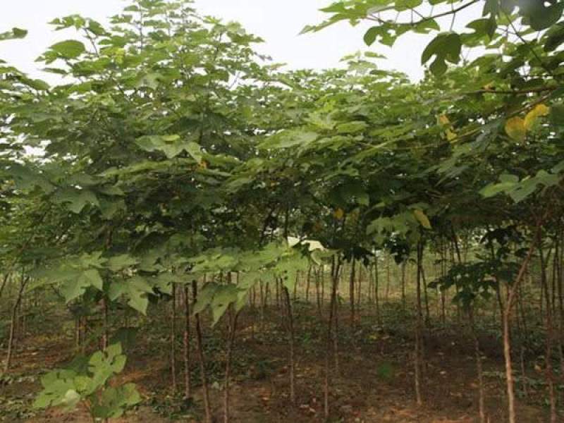 构树常年批发供应树形优美生长旺盛规格齐全构树基地销售中