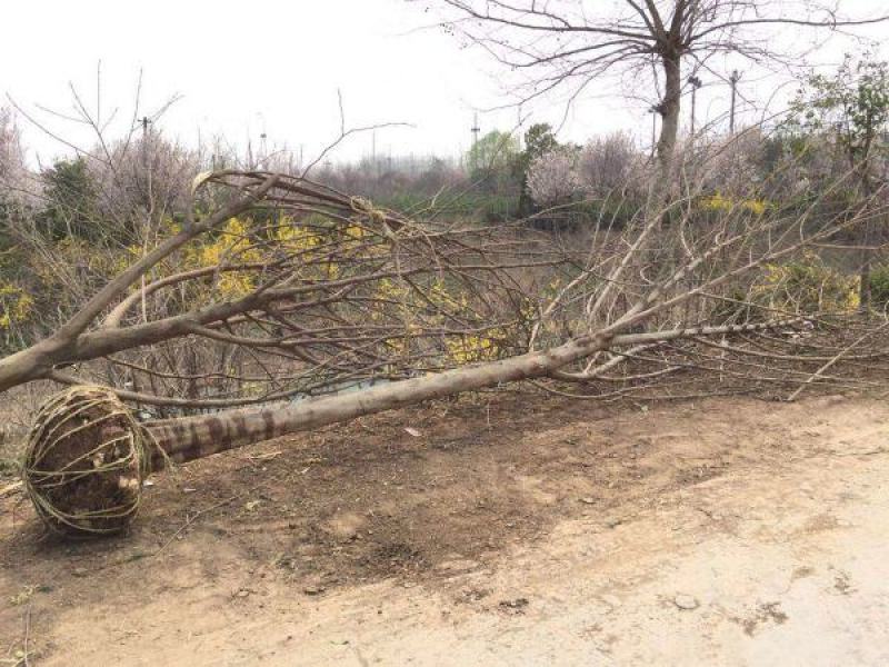 构树常年批发供应树形优美生长旺盛规格齐全构树基地销售中