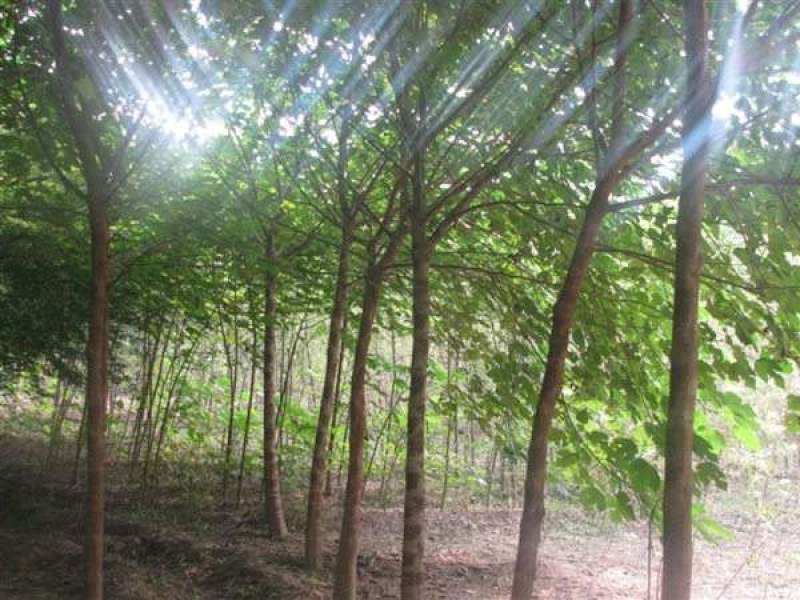 构树常年批发供应树形优美生长旺盛规格齐全构树基地销售中