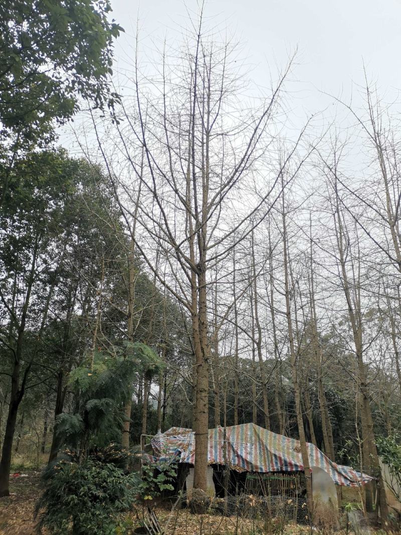 银杏树1215182022252830