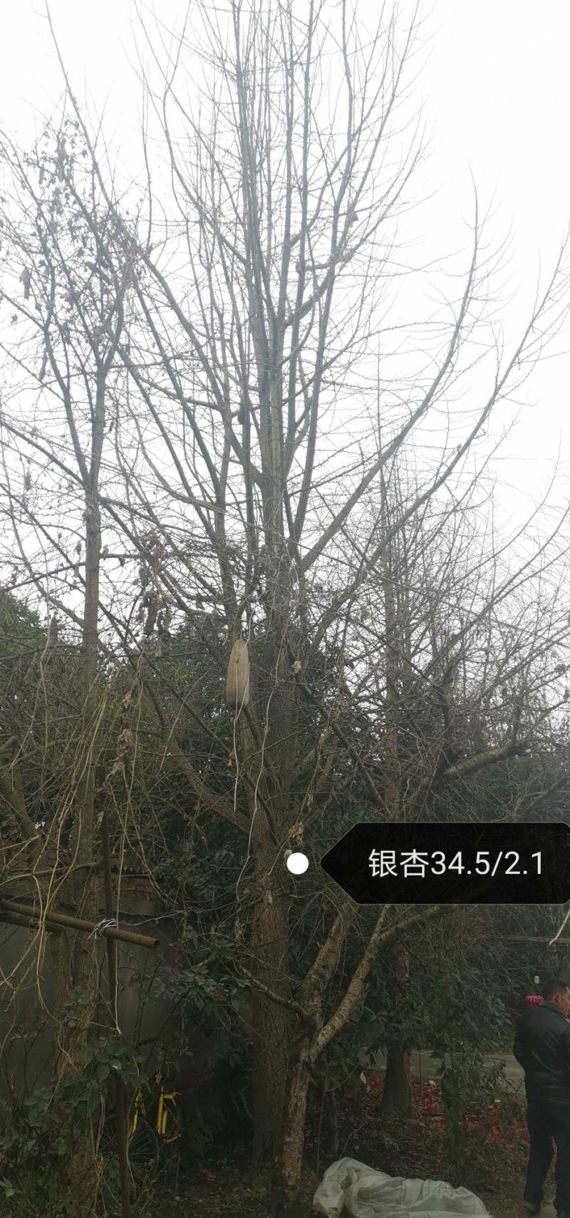 银杏树1215182022252830