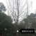 银杏树1215182022252830