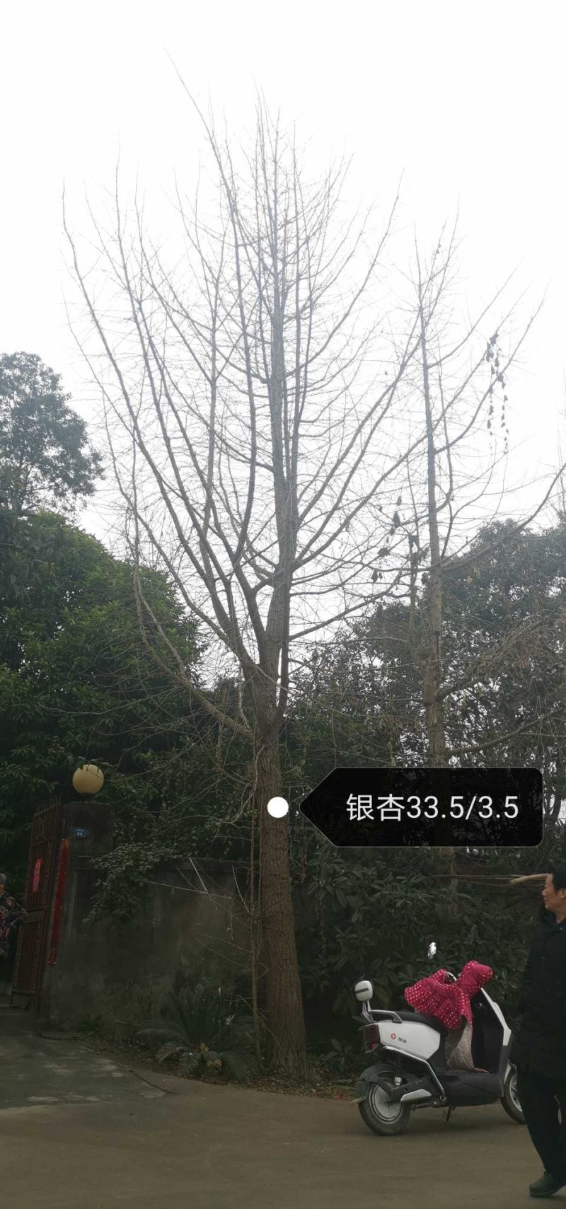 银杏树1215182022252830