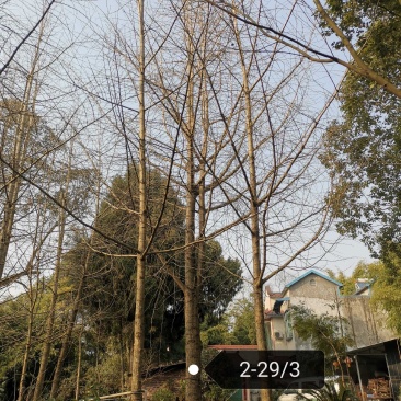 银杏树1215182022252830