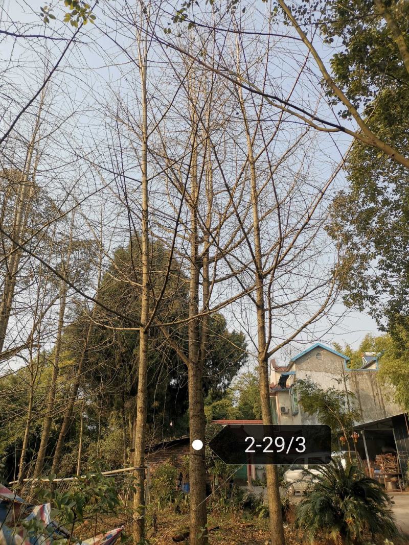 银杏树1215182022252830