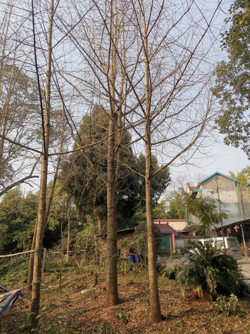 银杏树1215182022252830