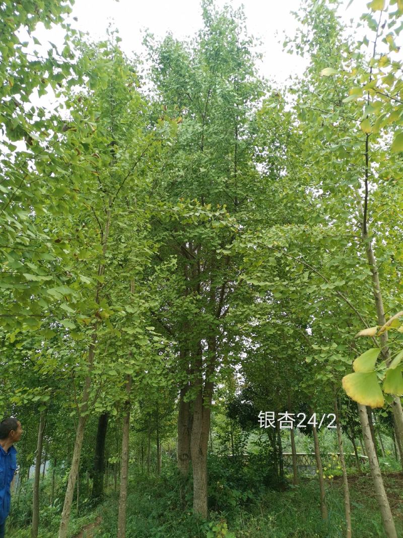 银杏树1215182022252830