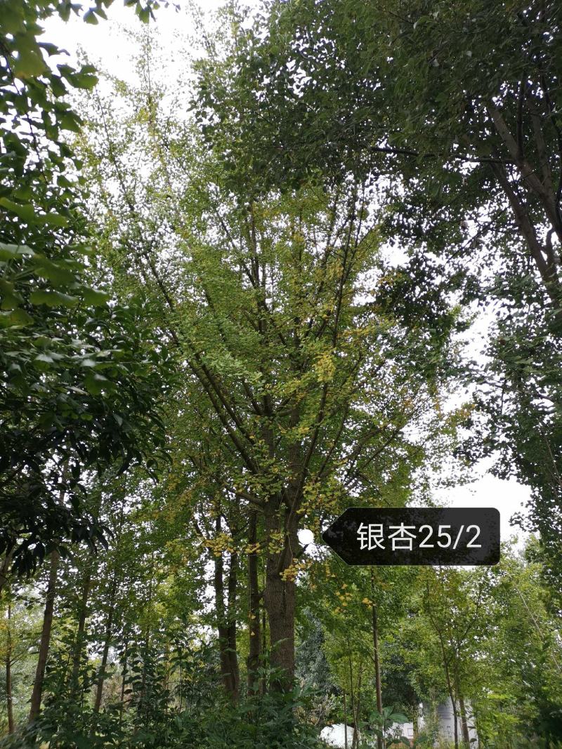 银杏树1215182022252830