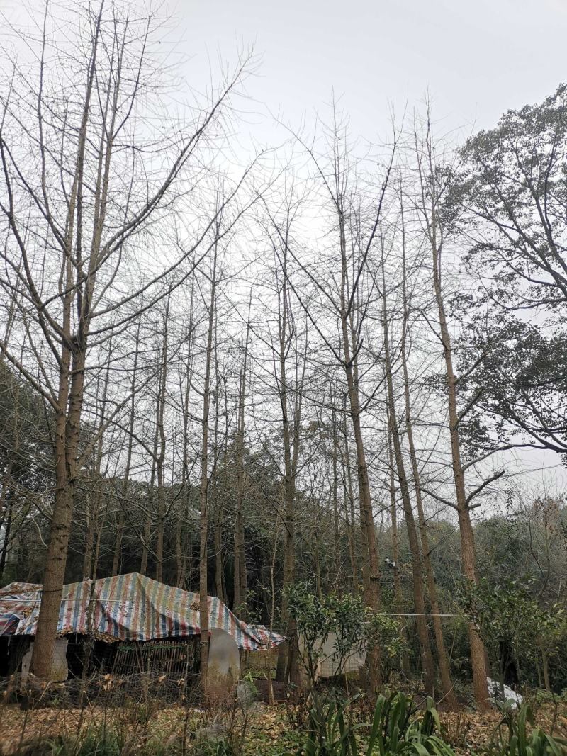 银杏树1215182022252830