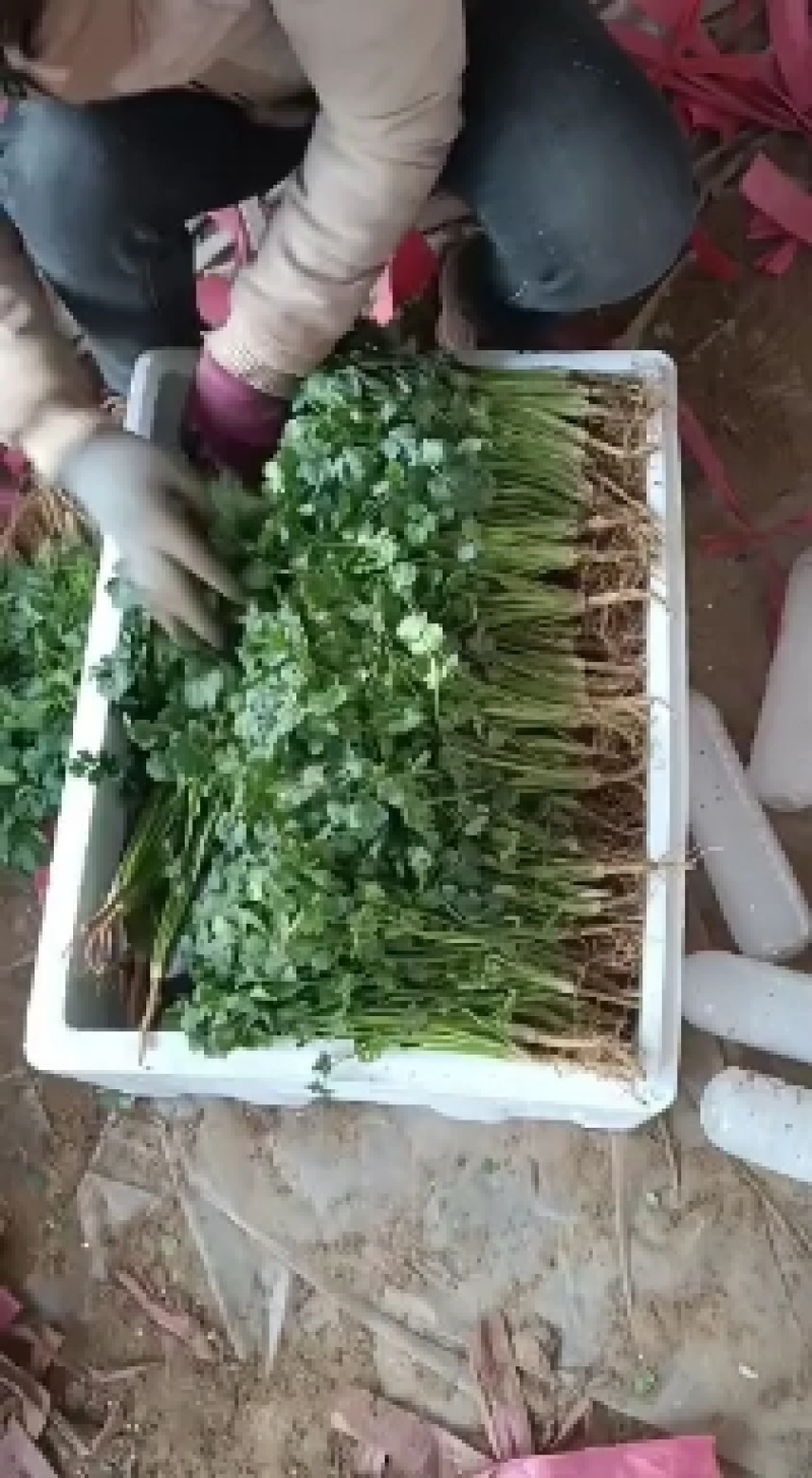 香菜，聊城铁杆青香菜一级，大量现货供应，欢迎采购