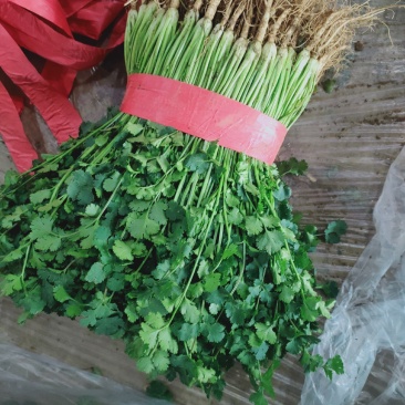 香菜，聊城铁杆青香菜一级，大量现货供应，欢迎采购