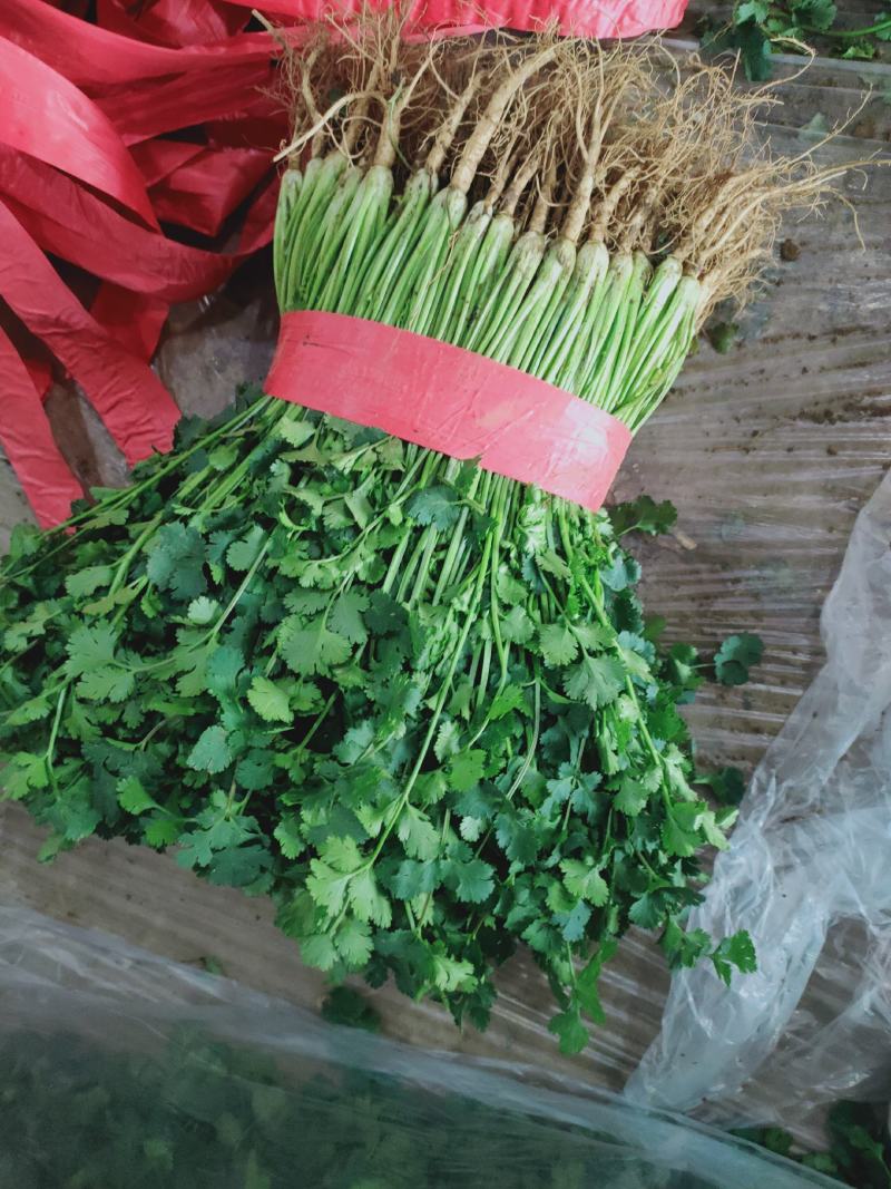 香菜，聊城铁杆青香菜一级，大量现货供应，欢迎采购