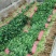 香菜，聊城铁杆青香菜一级，大量现货供应，欢迎采购