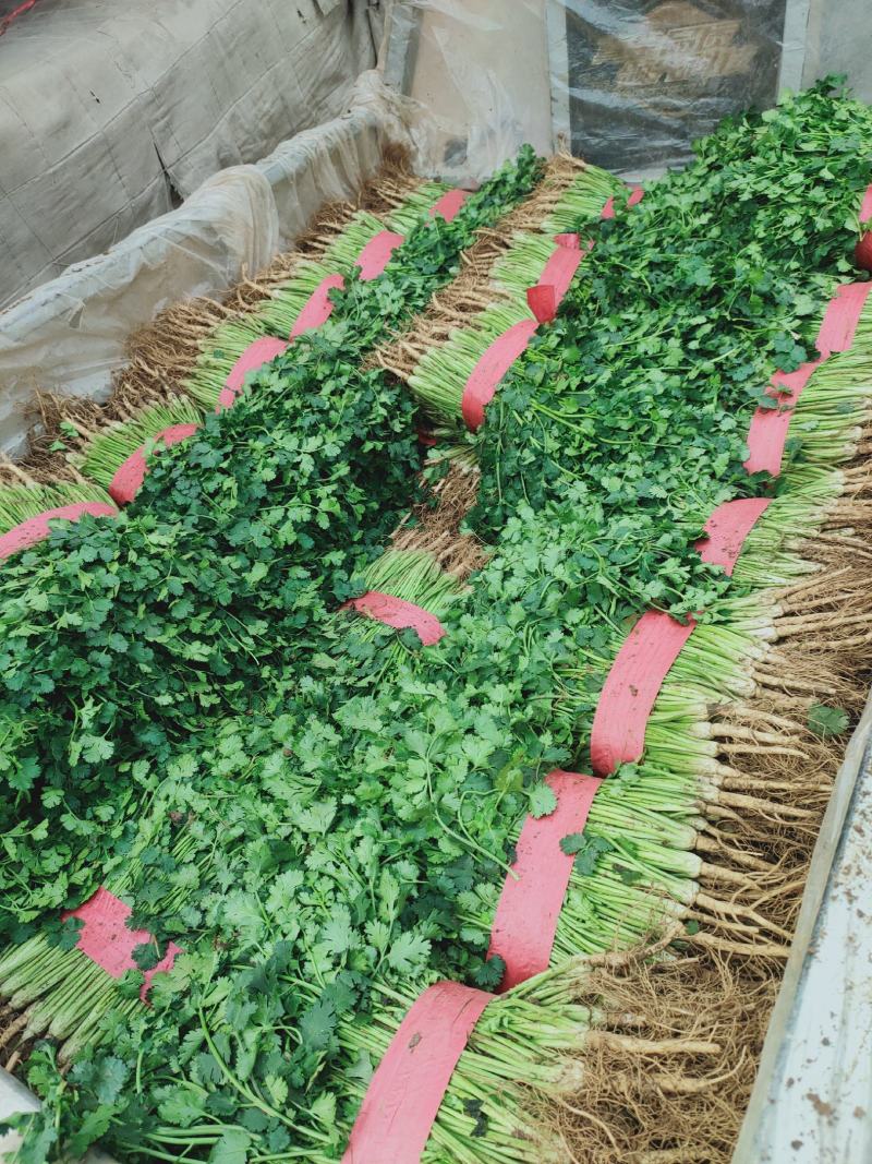 香菜，聊城铁杆青香菜一级，大量现货供应，欢迎采购