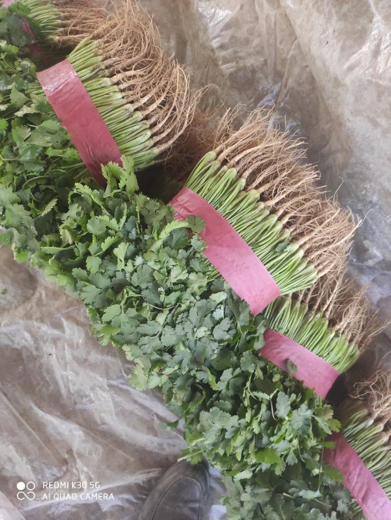 香菜，聊城铁杆青香菜一级，大量现货供应，欢迎采购