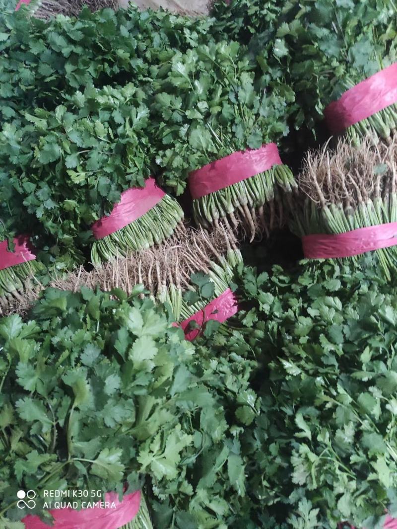 香菜，聊城铁杆青香菜一级，大量现货供应，欢迎采购
