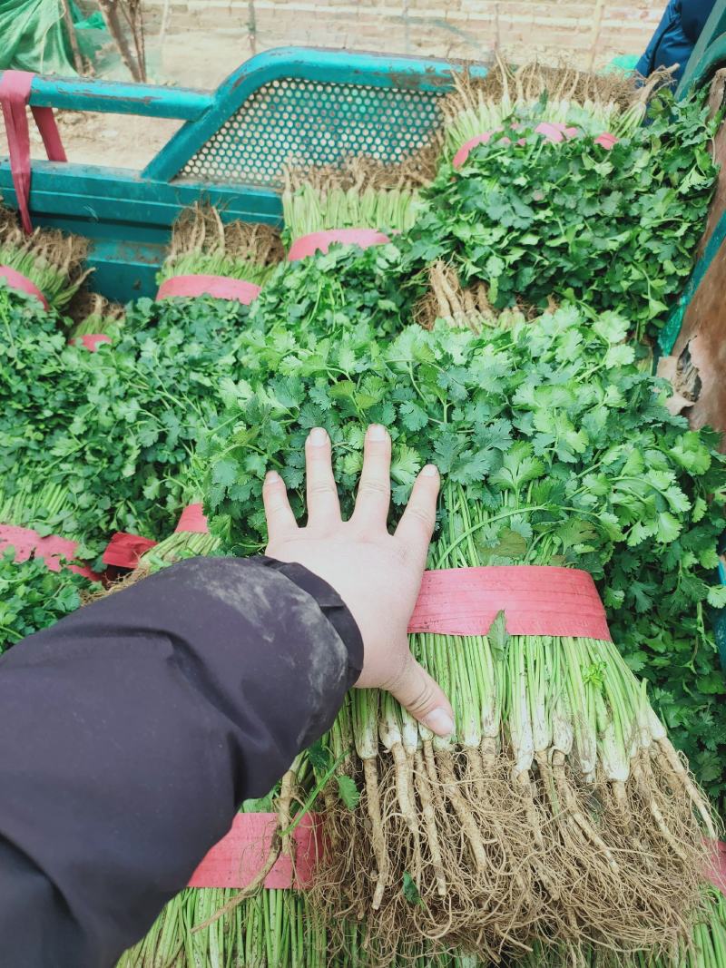 香菜，聊城铁杆青香菜一级，大量现货供应，欢迎采购
