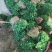 香菜，聊城铁杆青香菜一级，大量现货供应，欢迎采购