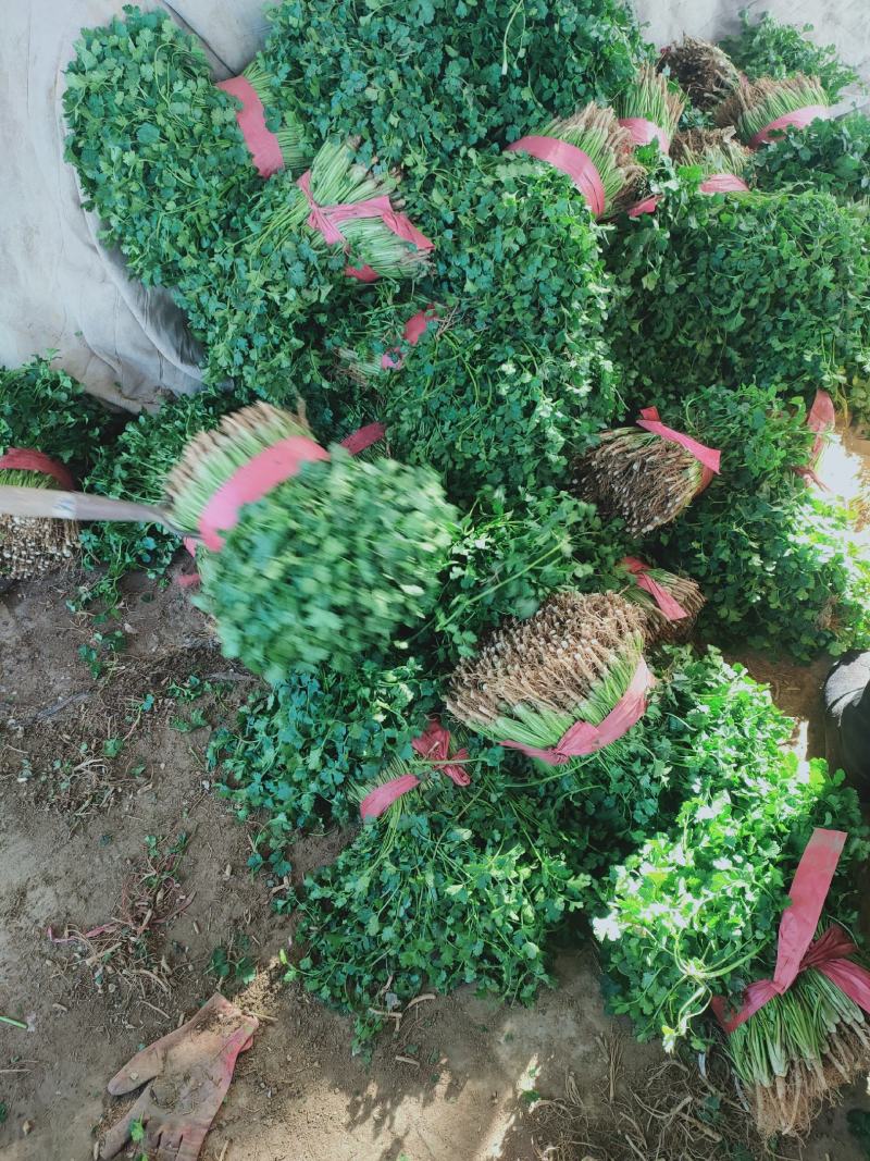 香菜，聊城铁杆青香菜一级，大量现货供应，欢迎采购
