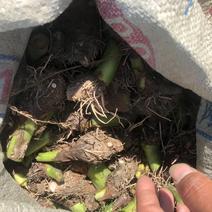 正宗高产荔浦芋头种苗，保证纯种，免费提供种植技术