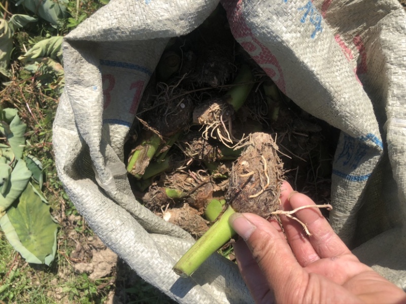 正宗高产荔浦芋头种苗，保证纯种，免费提供种植技术