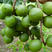 澳洲坚果树苗坚果苗坚果小苗夏威夷果树苗南方北方种植当