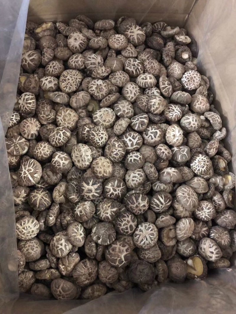 花菇干货春栽花菇茶花菇肉厚冬菇产地直供量大从优