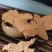茶树根老茶树根无硫干货农副产品不满意可退换货