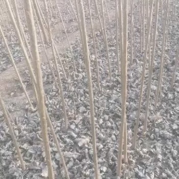 107杨树苗无絮杨树苗