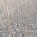 107杨树苗无絮杨树苗