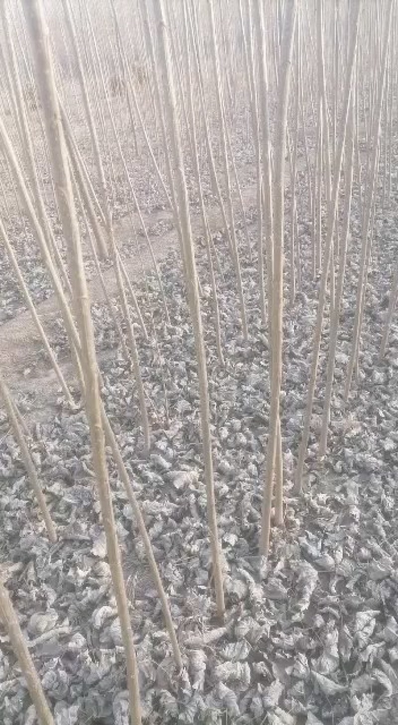 107杨树苗无絮杨树苗