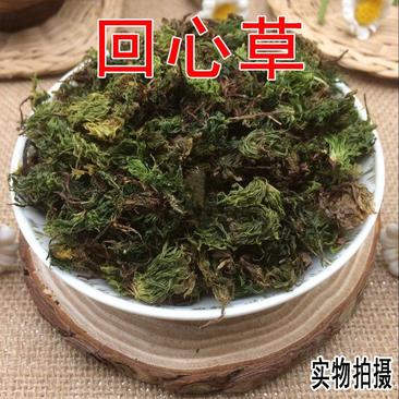 回心草正宗云南中药材大叶藓茴薪草干品新鲜晒