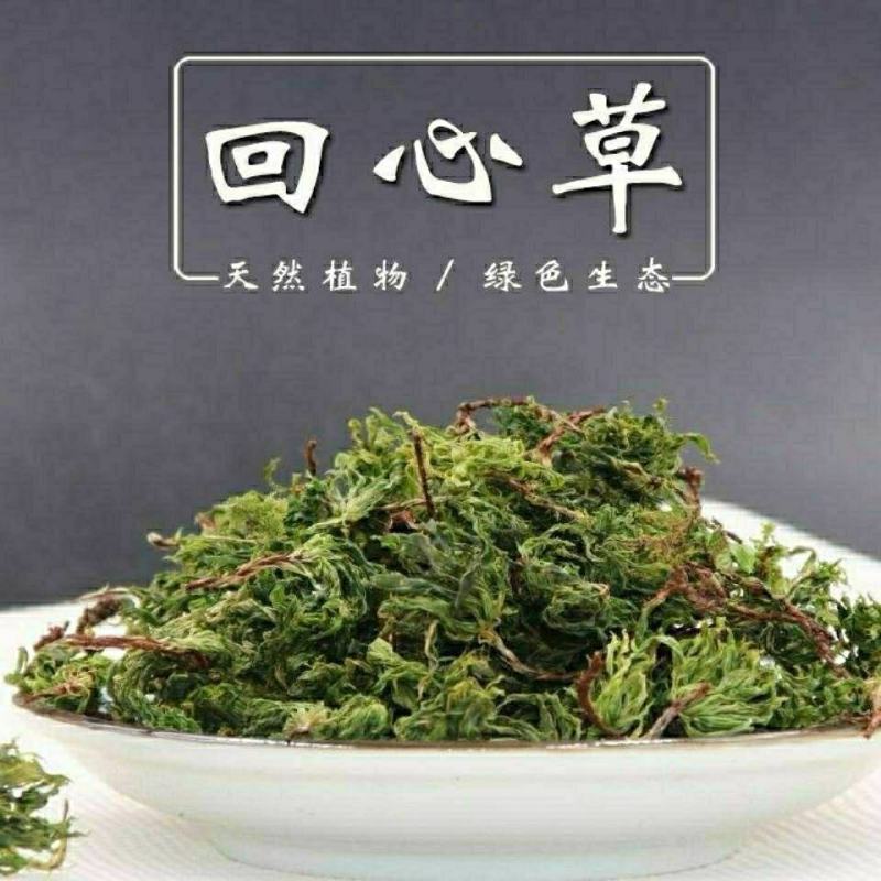 回心草正宗云南中药材大叶藓茴薪草干品新鲜晒