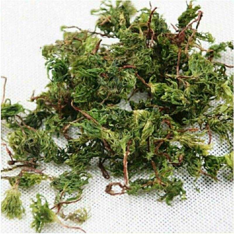 回心草正宗云南中药材大叶藓茴薪草干品新鲜晒