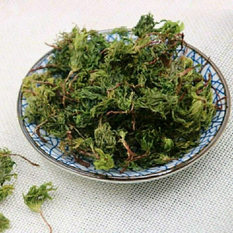 回心草正宗云南中药材大叶藓茴薪草干品新鲜晒
