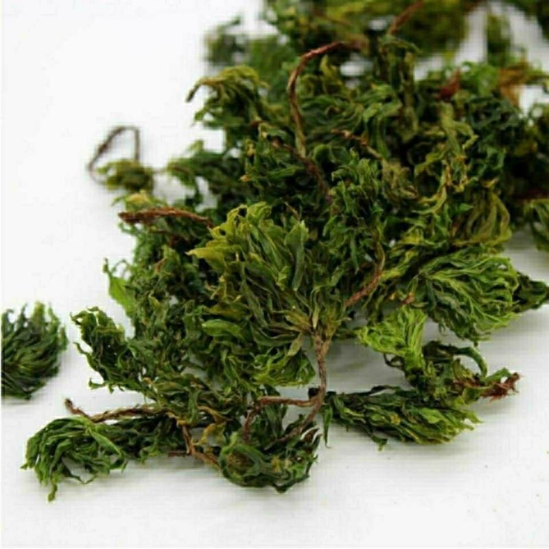 回心草正宗云南中药材大叶藓茴薪草干品新鲜晒