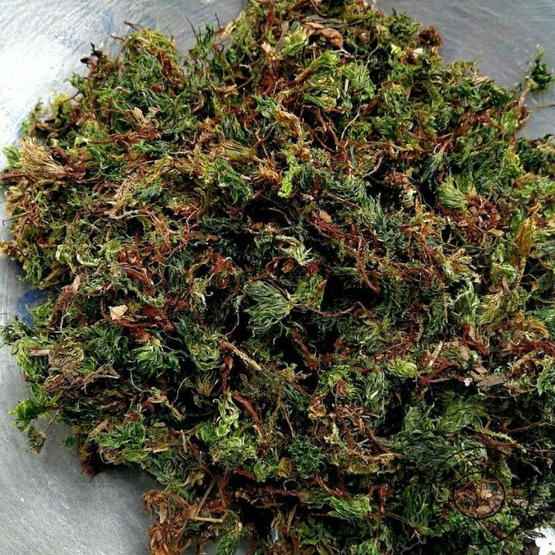 回心草正宗云南中药材大叶藓茴薪草干品新鲜晒