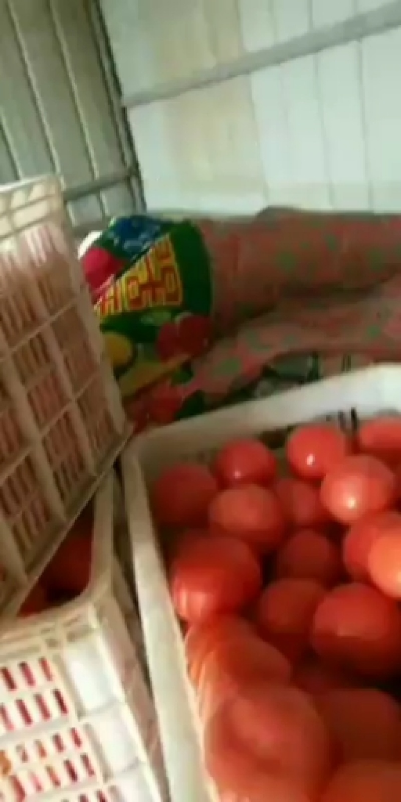 万亩大棚番茄基地品种多，欢迎客商前来选购