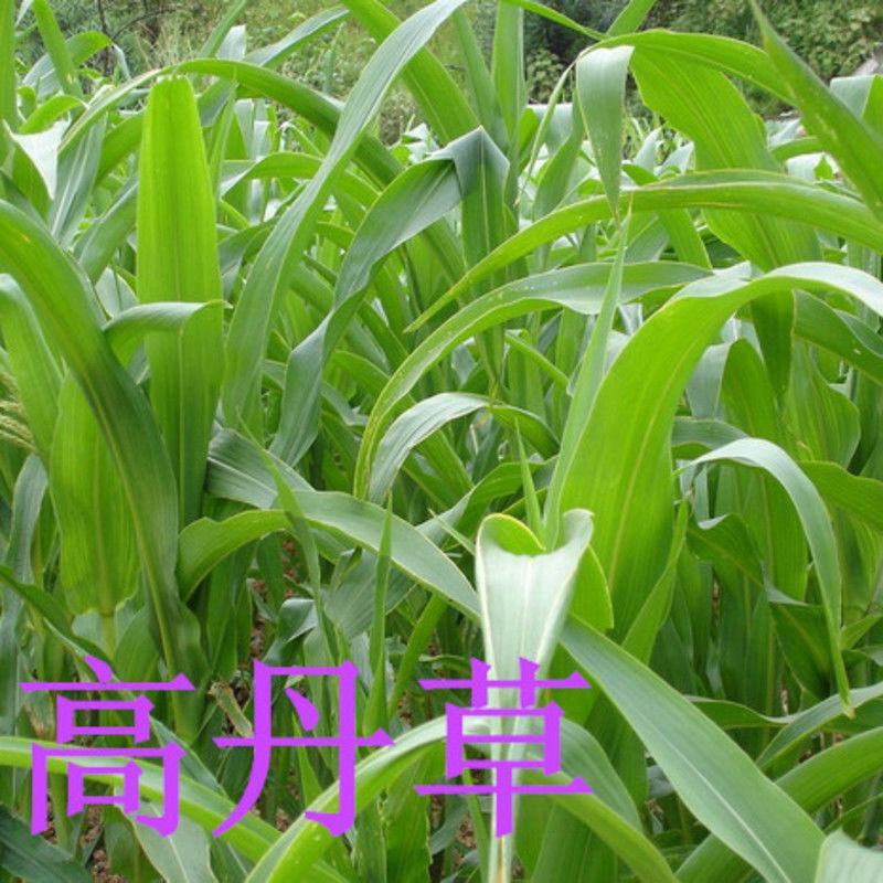 进口高丹草种子牧草种子四季养殖牛羊猪鱼再生喂鱼草虾草种
