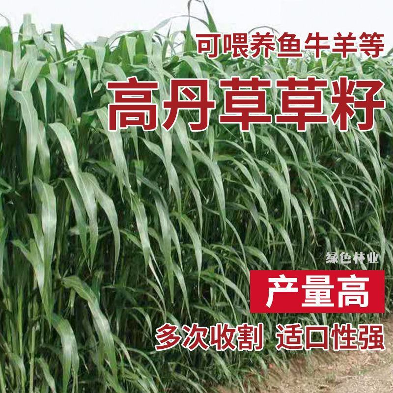 进口高丹草种子牧草种子四季养殖牛羊猪鱼再生喂鱼草虾草种