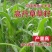 进口高丹草种子牧草种子四季养殖牛羊猪鱼再生喂鱼草虾草种